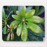 After the Rain mousepads