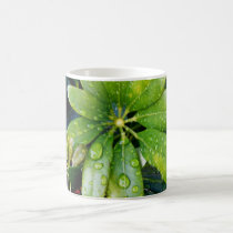 After the Rain mugs