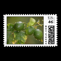 After the Rain... postage by larissabrea After the Rain... postage
