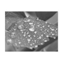 After the Rain Postcard