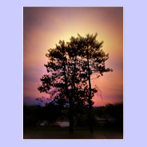 "After the Rain" Postcard postcards