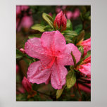 After the Rain posters