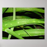 After The Rain posters