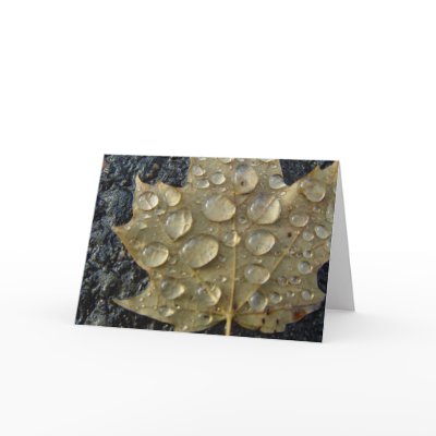 After the Storm Greeting Card by threesalamanders