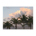 After the Storm Postcard