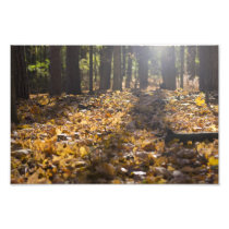 Afternoon Autumn Sun photography