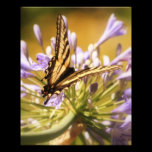 Afternoon Delight 8x10 Photo photography