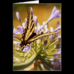 Afternoon Delight Greeting Card cards