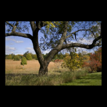 Afternoon meadow print posters
