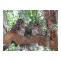 Afternoon Rest posters by my_wildlife_pics Afternoon Rest posters