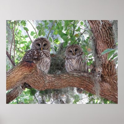Afternoon Rest Poster by my_wildlife_pics