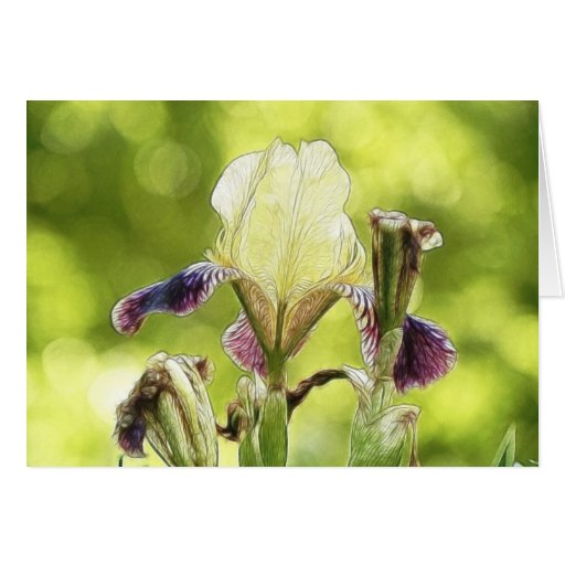 Afternoon Sun Iris Bloom Card