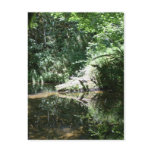 Afternoon Sunlight at Elk River at Headwaters Postcard