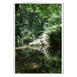 Afternoon Sunlight on the Elk River at Headwaters Cards
