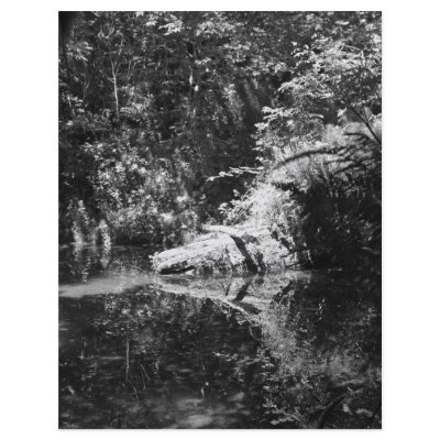 Afternoon Sunlight on the Elk River at Headwaters Personalized Flyer by Erica_Jensen03