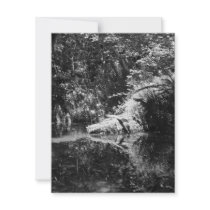 Afternoon Sunlight on the Elk River at Headwaters invitations by Erica_Jensen03 Afternoon Sunlight on the Elk River at Headwaters invitations
