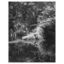 Afternoon Sunlight on the Elk River at Headwaters letterhead by Erica_Jensen03 Afternoon Sunlight on the Elk River at Headwaters letterhead
