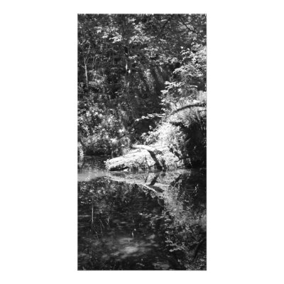 Afternoon Sunlight on the Elk River at Headwaters Picture Card by Erica_Jensen03