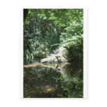 Afternoon Sunlight on the Elk River at Headwaters Post Cards