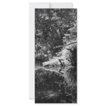 Afternoon Sunlight on the Elk River at Headwaters rack cards by Erica_Jensen03 Afternoon Sunlight on the Elk River at Headwaters rack cards