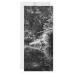 Afternoon Sunlight on the Elk River at Headwaters Full Color Rack Card