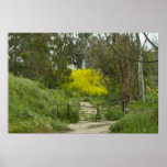 Afternoon Walk Poster