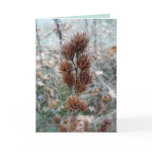 moira, ashleigh, autumn, bush, clover, plants,