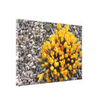 Against All Odds - Wrapped Canvas Gallery Wrapped Canvas