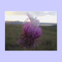 Against the Grain postcards