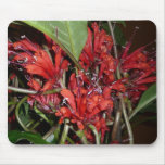 Agalmyla parasitica mousepads