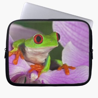 The Red-Eyed Tree Frog On A Laptop Sleeve