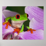 Agalychnis callidryas. poster