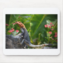 Agama - The Rainbow Lizard Mousepads