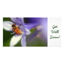 agapanthus africanus, GetWellSoon! photo cards