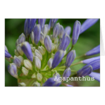 Agapanthus Blank Greeting Card cards