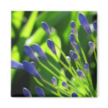 Agapanthus Buds Magnet