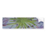 "Agapanthus" Bumper Stickers