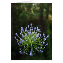 Agapanthus Note Card cards