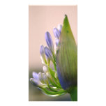 agapanthus photo card