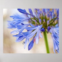 Agapanthus Posters