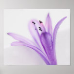 Agapanthus posters
