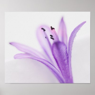 Agapanthus Posters by CaptainPterodactyl