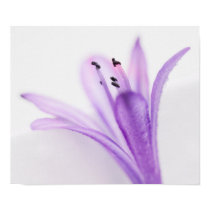 Agapanthus posters