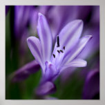 Agapanthus Posters