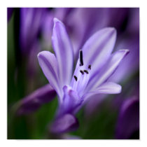 Agapanthus posters