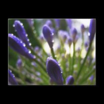 Agapanthus Raindrops Macro Postcard postcards