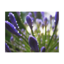 Agapanthus Raindrops Macro Postcard