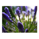 Agapanthus Raindrops Macro Postcard