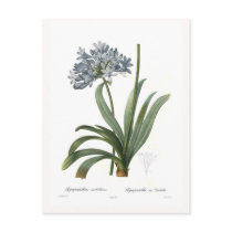 Agapanthus umbellatus post cards