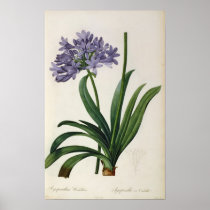 Agapanthus umbrellatus posters
